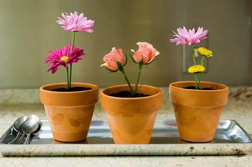 Evde bitki yetiştirmenin nedenleri? Evde çiçek yetiştirmek zararlı mı?