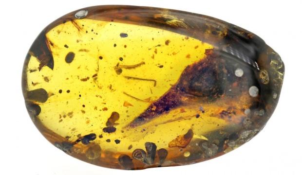 99 milyon yıllık kehribar içinde 'en küçük dinozor fosili' keşfedildi