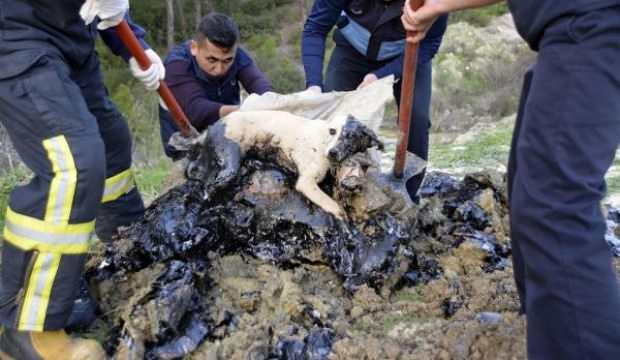 Köpek ve 5 kaplumbağa bu halde bulundu