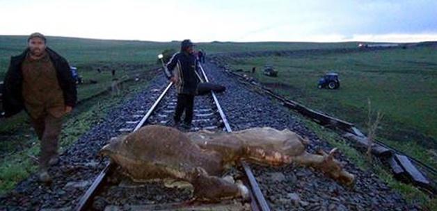 Tren 50 büyükbaş hayvanı biçti