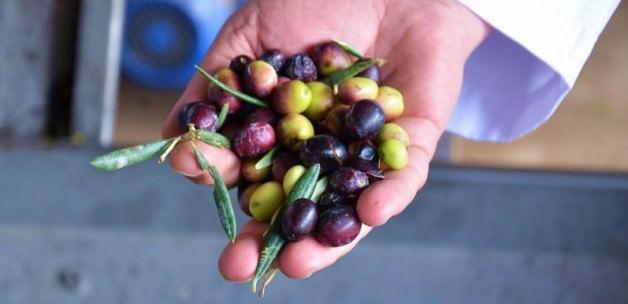 Türk mutfağına yeni lezzet: Zeytin salçası