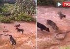 1 kobra, 5 köpek! Ölüm kalım savaşı