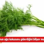 Dereotunun saymakla bitmeyen faydaları nelerdir?