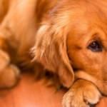 Dikkat! Köpeğiniz kanser olabilir