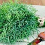Hamilelikte dereotu tüketmenin yararları