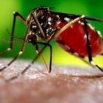 Zika virüsü kansere umut oldu!