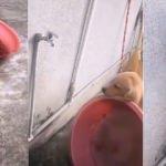 Köpeğin inanılmaz zekası! Yaptığına bakın..
