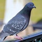 Rüyada güvercin görmek ne anlama gelir? Rüyada güvercin görmenin tabiri