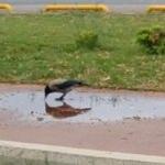Karganın akıllara durgunluk veren zekası