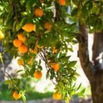Frutaryen beslenme nedir?