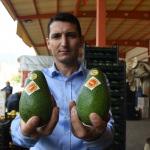 Alanyalı üreticiler Rusya'nın avokado talebine yetişemiyor