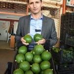 Alanyalı avokado üreticileri "güzelliğe" odaklandı