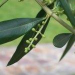 Dal gibi zayıflatan zeytin yaprağı çayı nedir, faydaları neler? Zeytin yaprağı tozu...