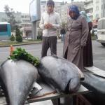 Şanlıurfa'da "ton balığı" şaşkınlığı