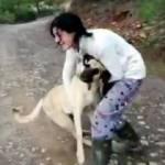 Halk ayağa kalktı! 11 köpek bu halde bulundu