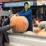 Görenler inanamadı! Bir tanesi köyü doyuruyor