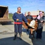 Genç çiftçilere damızlık düve dağıtıldı