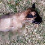 Yavru köpeğe yapılan kan dondurdu