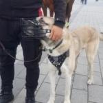 Polis köpekleri Taksim'de yılbaşı devriyesine başladı