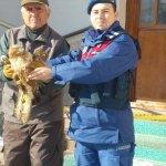 Hüyük'te doğada bulunan yaralı kızıl şahine jandarma şefkati