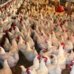 Üretimi kıstılar! Marketlerde bulamayabilirsiniz