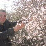 Gaziantep'te badem ağaçları çiçek açtı