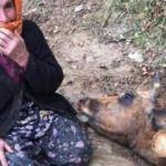 Telef olan ineğinin başında ağladı