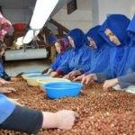 Fındık fiyatlarıyla ilgili önemli açıklama!