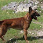 Eylül'ü bulan kadavra köpeği 'Abrek', Ecrin'i de arıyor
