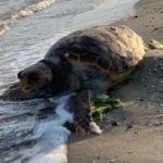 Caretta caretta'ya görülmemiş eziyet: Taşla vurup üzerine bindiler