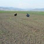 İstila ettiler! Ekili arazilerde büyük zarar