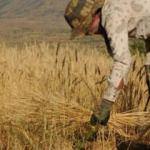 Irak sınırında, 37 derece sıcaklıkta buğday hasadı
