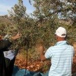 Yahudi işgalciler Filistinlilere ait yüzlerce zeytin ağacını yaktı!