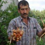 Hasadını yapmaya başladığı soğanları görünce şaşkına döndü
