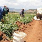 Salatalığın kilosu tarlada 50 kuruş