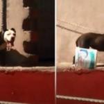 Sıcaktan ölen köpeğin sahibine para cezası!
