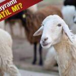 Kurban Bayramı tatili 9 gün olacak mı? Ağustos'un kaçına denk geliyor?