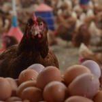 Kümes hayvancılığı üretim rakamları açıklandı