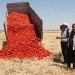 Satamadığı tonlarca domatesi tarlaya döktü