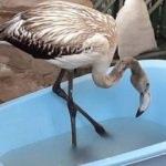 Kuşadası'nda flamingo seferberliği