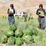 'Yetişmez' denilen Sivas'ta, 150 ton karpuz hasadı
