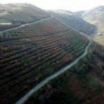 Karadeniz dağları lavanta kokacak