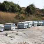 Kovanları çalmak istedi, canından oldu