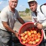 Domatesin fiyatı 50 kuruşa düştü