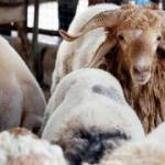 Türkiye'nin hayvan varlığı 70 milyona yaklaştı