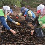 Fidan üretiminde büyük artış