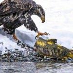 Kel kartalın somon avı kare kare görüntülendi