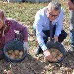 Vali tarlada patates topladı!