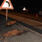 Feci görüntü! Onlarcası telef oldu...