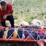 Zeytin toplarken dehşeti yaşadı